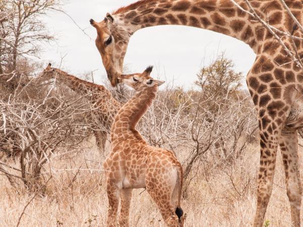Tanzania family safari and Zanzibar vacation