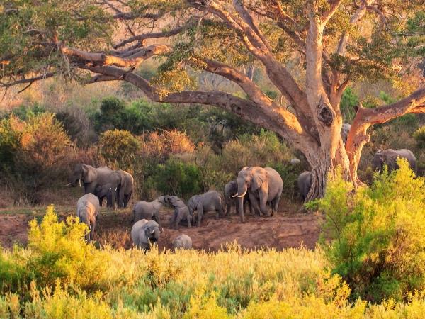Botswana mobile safari, luxury camping