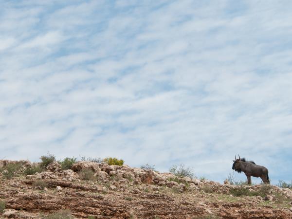 Botswana mobile safari, luxury camping