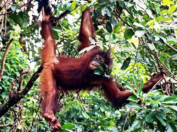 Borneo vacation, Land below the wind