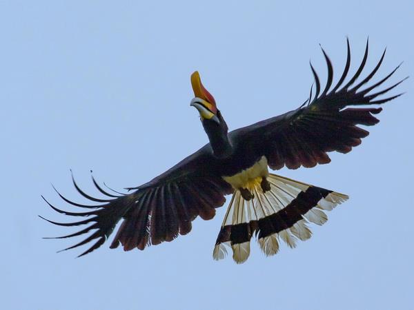 Borneo vacation, Land below the wind