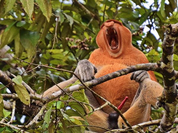 Borneo vacation, Land below the wind