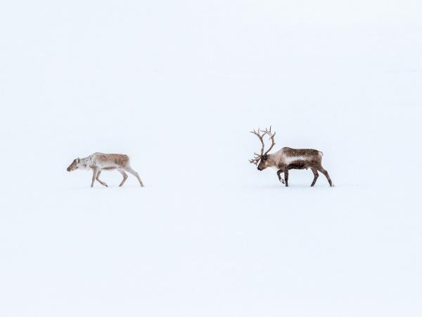 Northern Lights and wildlife vacation in Swedish Lapland