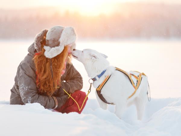 Northern Lights and wildlife vacation in Swedish Lapland