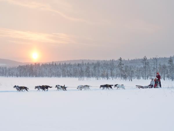 Northern Lights and wildlife vacation in Swedish Lapland