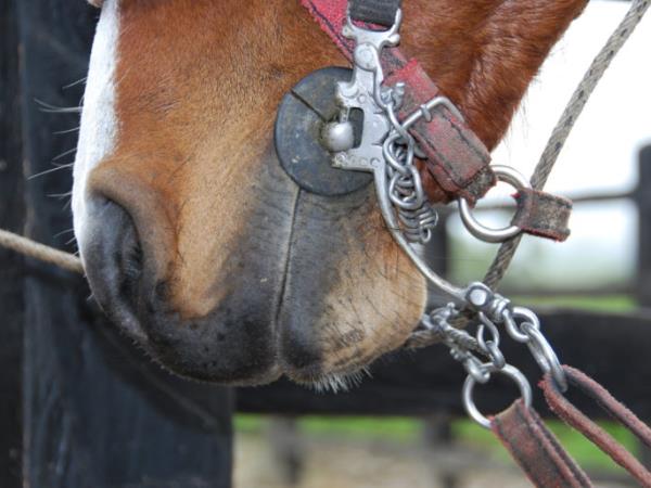 Colombia horse riding vacation