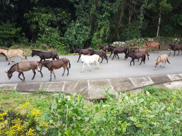 Colombia horse riding vacation