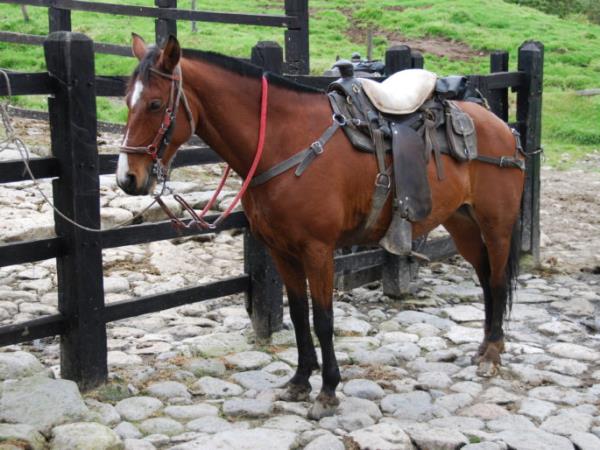 Colombia horse riding vacation