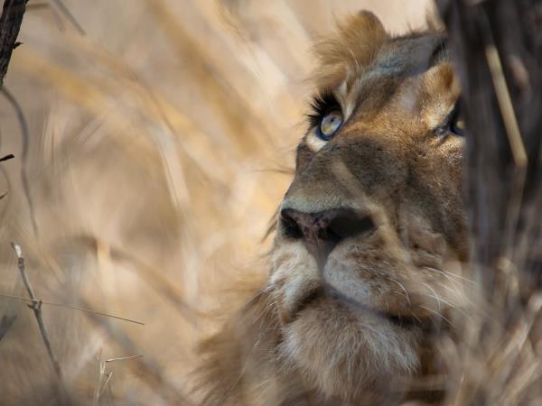 South Africa family vacation, Cape Town and safari
