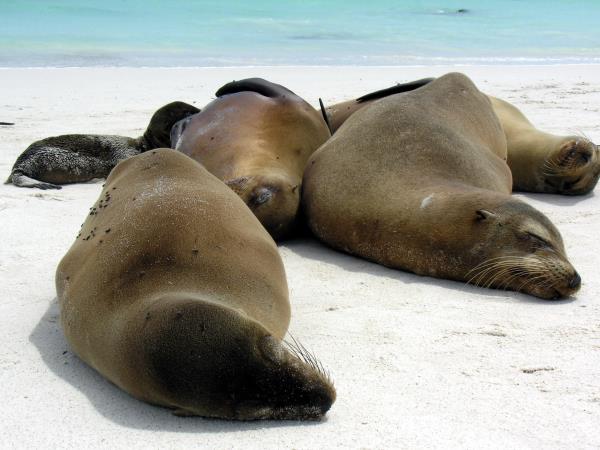 Machu Picchu and Galapagos holiday