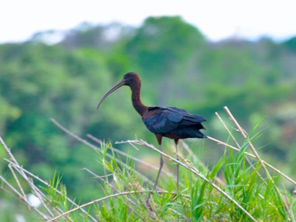 Madagascar birds and wildlife vacation