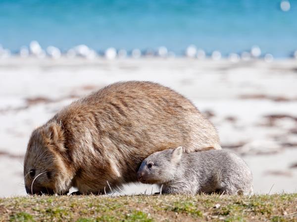 Tasmania & Western Australia walking holiday