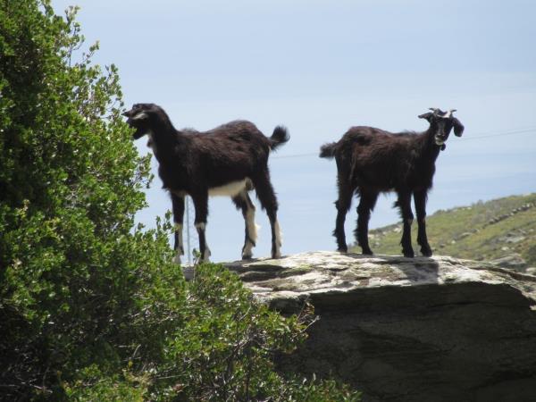 Andros trail walking vacation in Greece