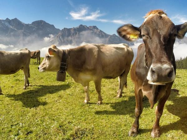 Swiss Alps vacation
