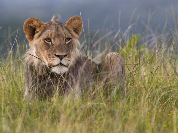 Wildlife conservation in South Africa