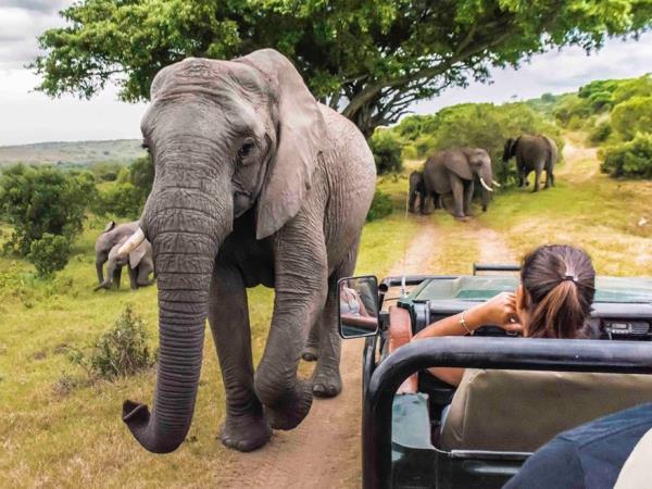 Wildlife conservation in South Africa