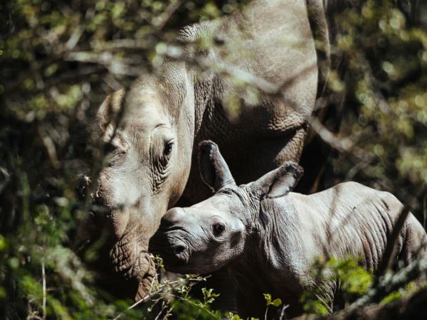 Wildlife conservation in South Africa