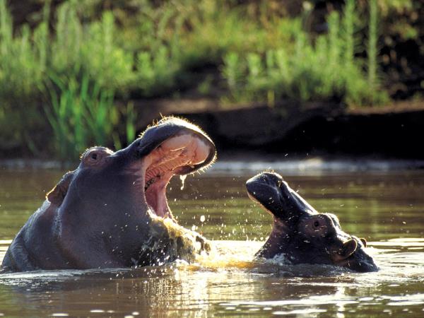 Wildlife conservation in South Africa