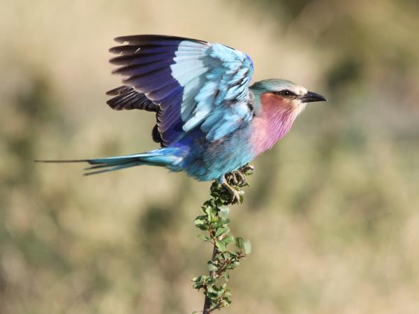 Serengeti wildlife safari, Tanzania migration