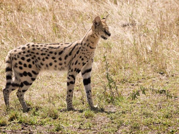 Serengeti vacation in Tanzania, the big five