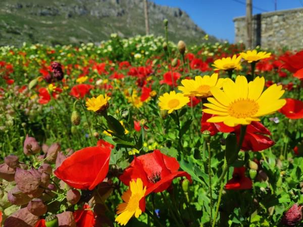 Hiking and botanical vacation on Karpathos Island, Greece