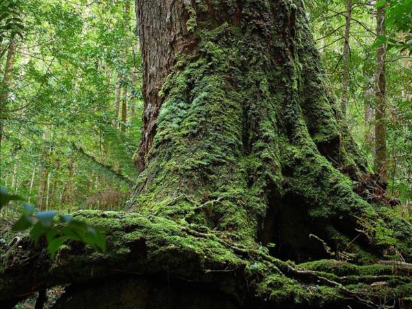 Cradle Mountain walking vacation in Tasmania, self guided