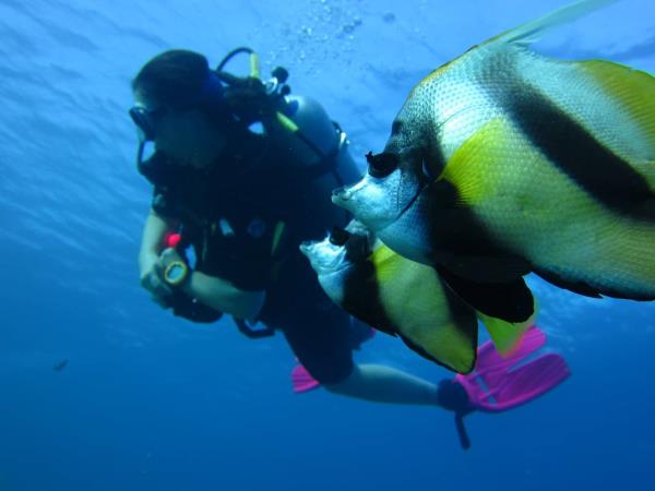 Red Sea diving vacations