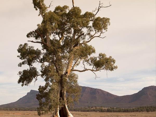 Flinders Ranges self guided walking vacation, Australia