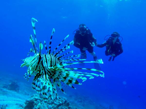 Learn to scuba dive in the Red Sea