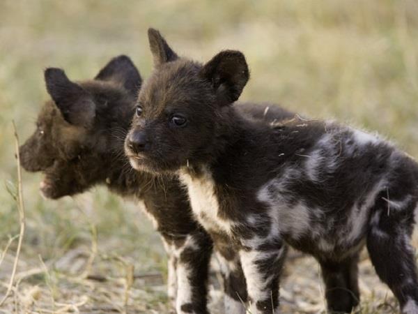 Botswana luxury family safari