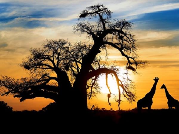 Botswana luxury honeymoon safari