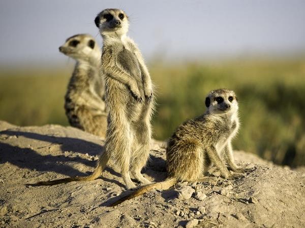 Botswana luxury honeymoon safari