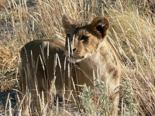 Botswana luxury honeymoon safari