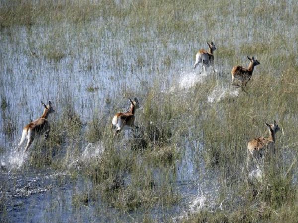 Botswana safari & Vic Falls holiday