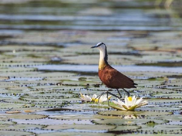 Botswana luxury wildlife & bird watching tour