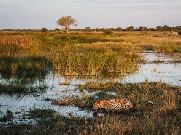 Botswana luxury safari vacation
