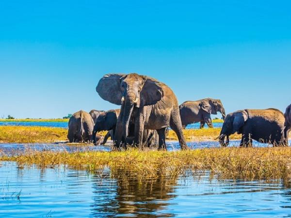 Botswana luxury safari vacation