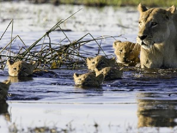 Botswana luxury safari vacation
