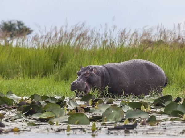 Botswana luxury safari vacation