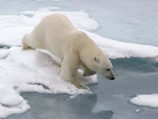 Russian High Arctic Cruise