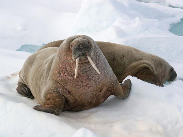 Russian High Arctic Cruise