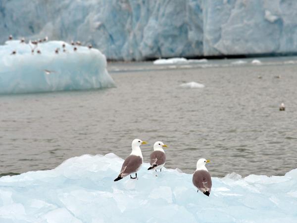 Spitsbergen luxury cruises