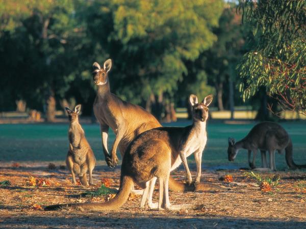 Southwest Australia tour, coast, forest & wineries