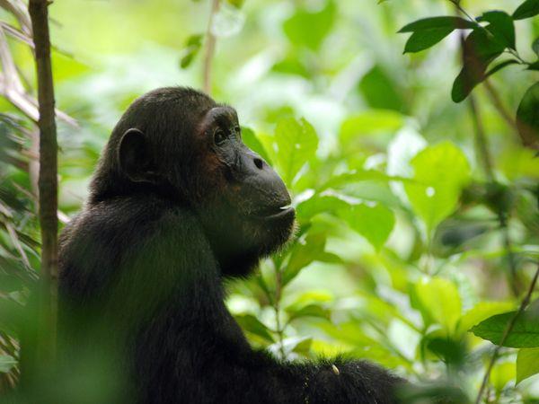 Western Tanzania luxury Safari