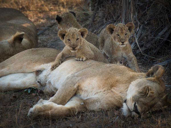 Western Tanzania luxury Safari