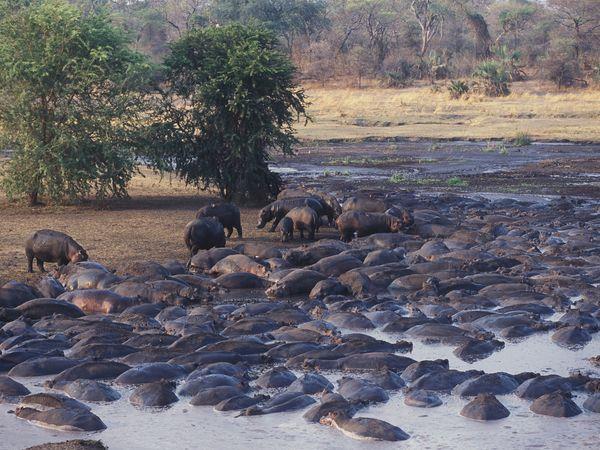 Western Tanzania luxury Safari