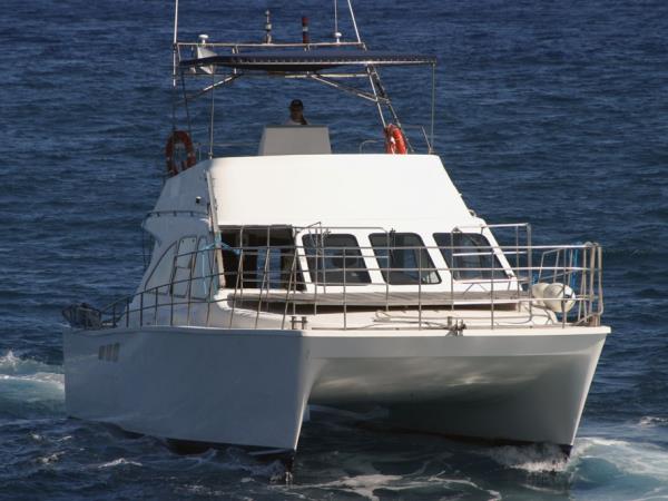Blue whale watching vacation, migrating giants