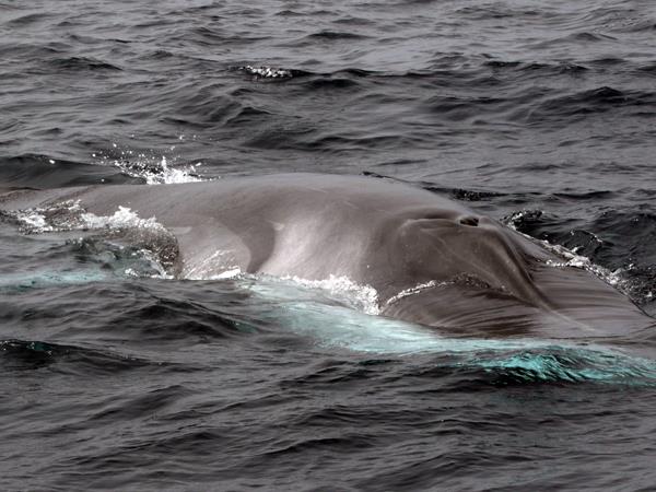 Blue whale watching vacation, migrating giants