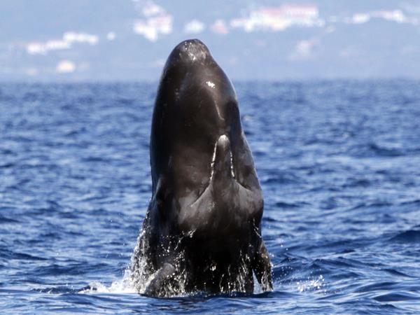 Blue whale watching vacation, migrating giants