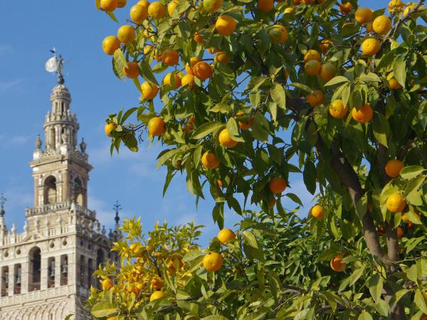 Andalucia walking & self drive vacation, Spain